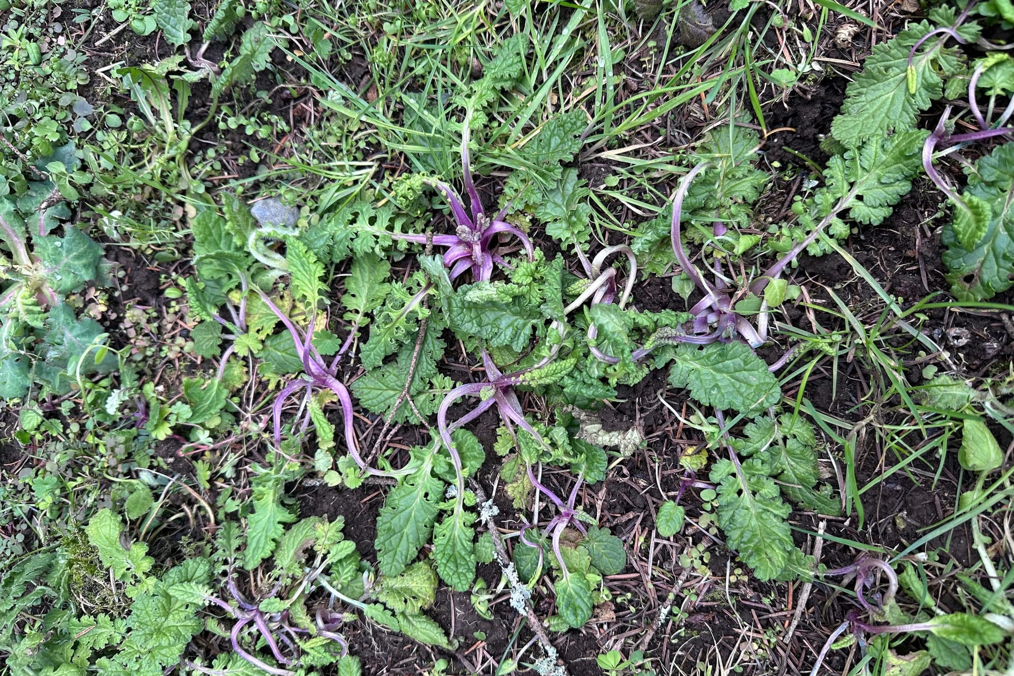 Almost-Silent Spring